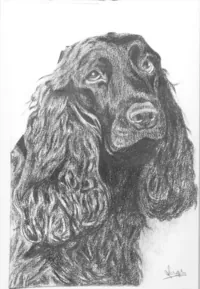 peinture : Cocker