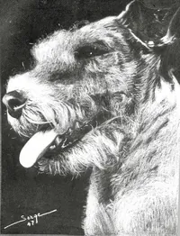 peinture : Schnauzer