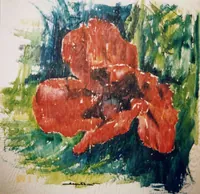 peinture : coquelicot